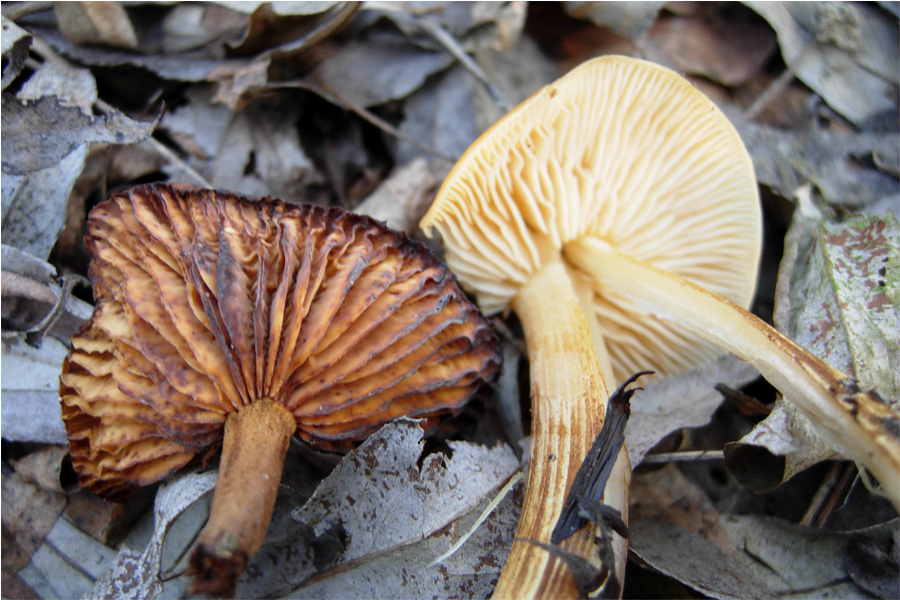 tanti funghi